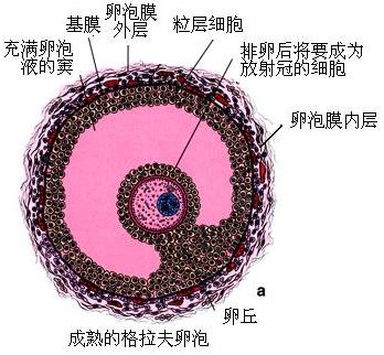 5 个卵泡：配囊胚的可能性与影响成功的因素 (5个卵泡配成2个1pn胚胎正常吗)