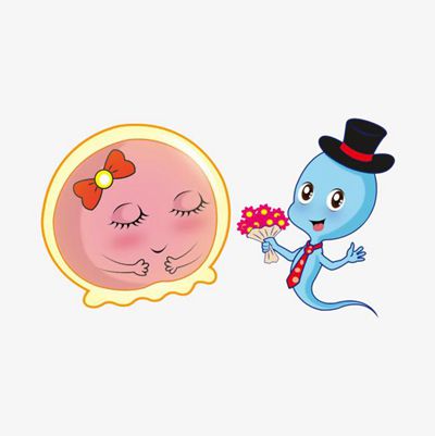 人工授精精子卵子相遇