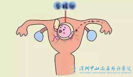 试管婴儿的胚胎