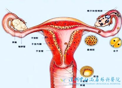输卵管有粘连,在深圳做试管婴儿可以吗