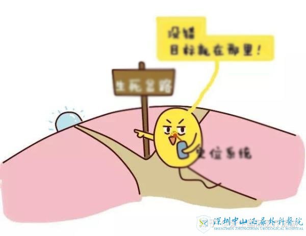 如果输卵管粘连了,排卵会正常吗