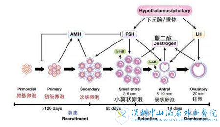卵泡的生长过程