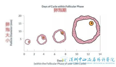 卵泡大小