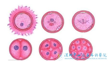 胚胎的发育450-260