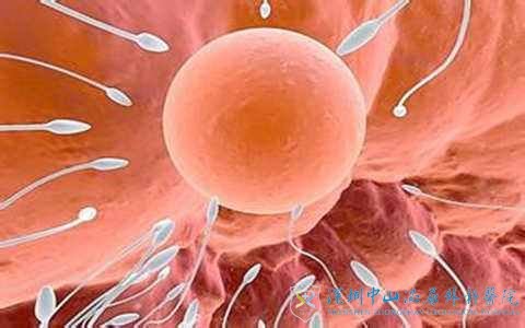 男性弱精子症能进行试管婴儿吗