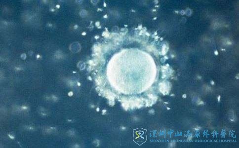 试管婴儿促排卵就能取到优质的卵子吗