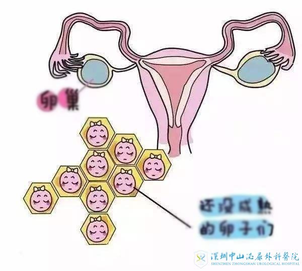 女性取卵过程中的疼痛程度有多严重？ (女性取卵过程疼痛)