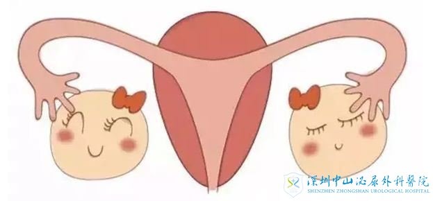 在自然受孕中,输卵管起着什么作用