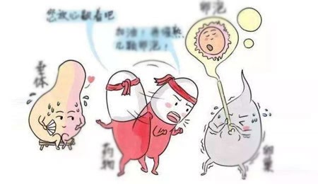 试管婴儿治疗中是不是促排卵越多越好