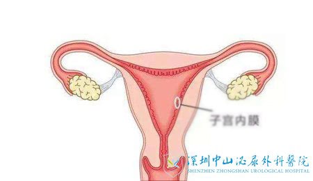 胚胎宝宝安乐的家园:子宫内膜