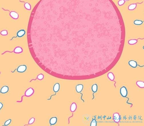 试管移植后胚胎的着床大概需要几天