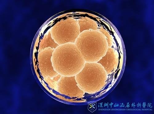 试管移植优质的胚胎就能成功怀孕了吗