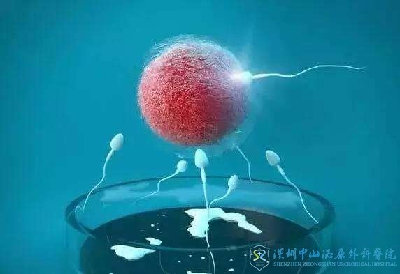 试管婴儿移植之前作为老公的该怎么准备