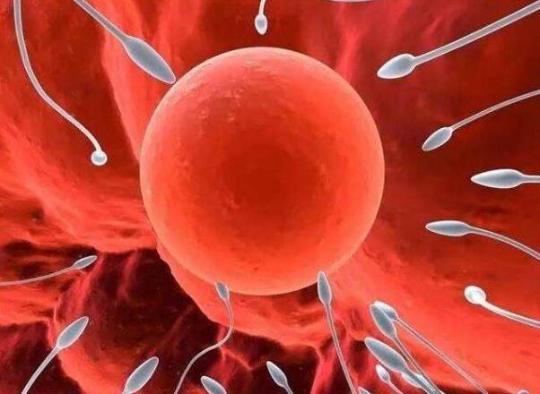 2019年结婚到现在没怀宝宝,男性不育能去做试管婴儿吗