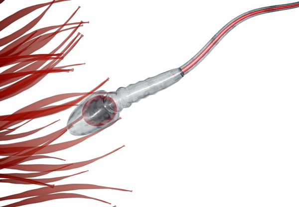 男方精子数量少影响做试管婴儿吗