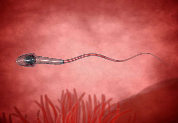 男方精子数量少需要提升以后才能做试管婴儿吗